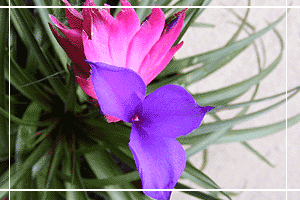 Flor extica