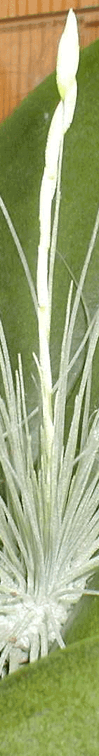 Foto de Tilansia Usneoides