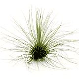 Tillandsia Argentea (fuchsii)