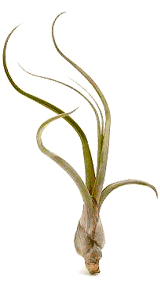 Tillandsia Baileyii (pseudobaileyii)