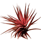 Tillandsia Brachicaulos (velutina)