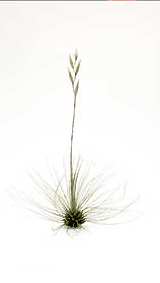 Tillandsia Fasciculata Tricolor