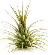 Tillandsia Ionantha Ionantha