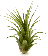 Tillandsia Rubra