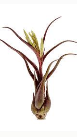 Tillandsia Caput Medusae