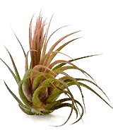 Tillandsia I. Scaposa (Kolbii)